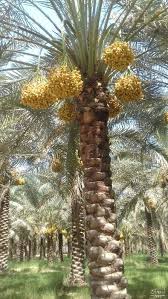 خارک برهی درجه 1
